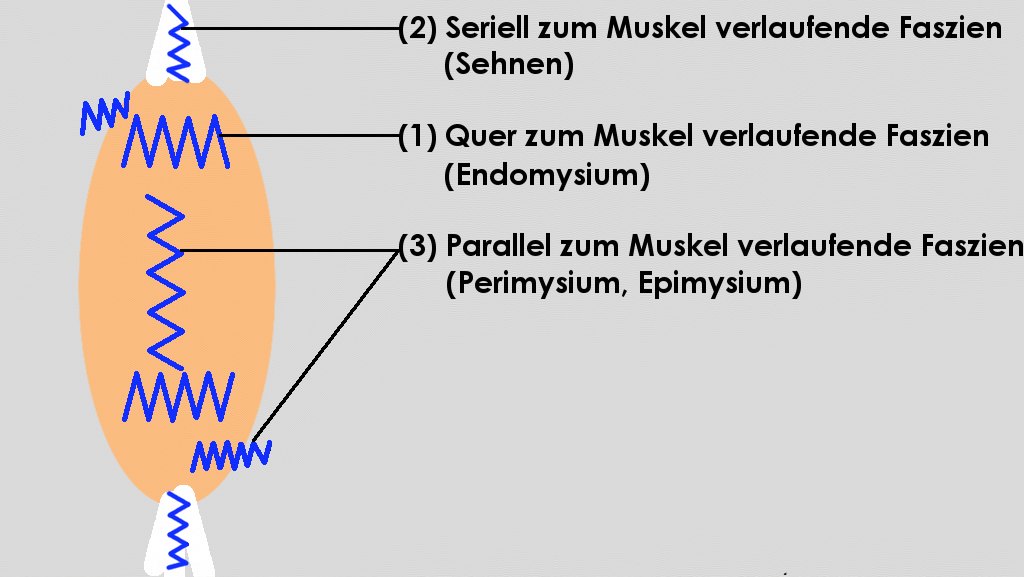 Typen von Faszien am Muskel