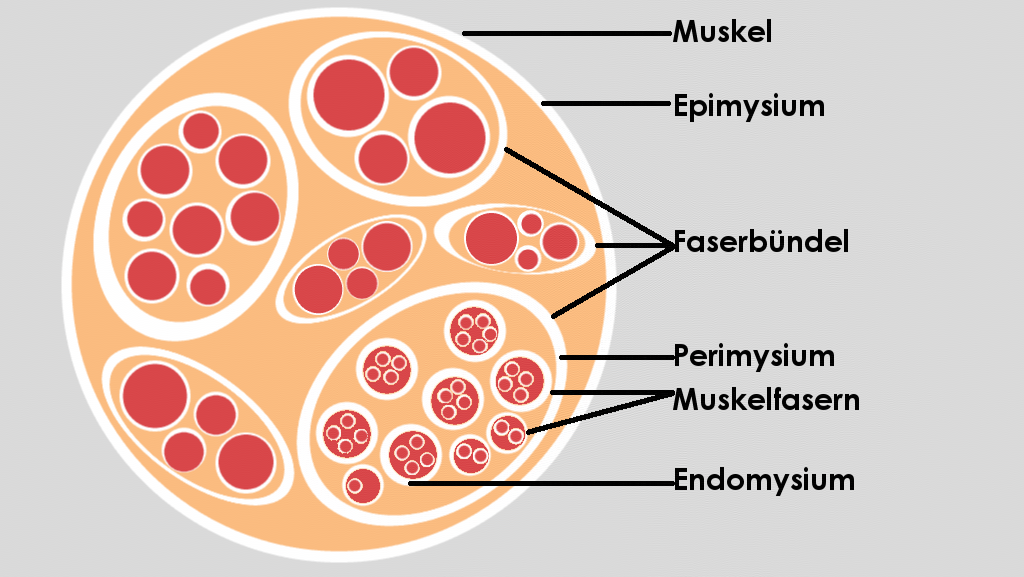 Muskelquerschnitt mit Bezeichnung der Faszien