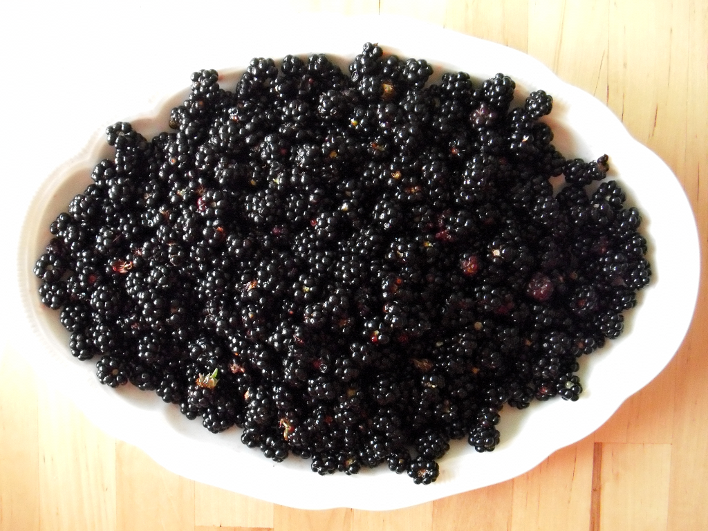 Wilde Brombeeren auf einer Schale angerichtet