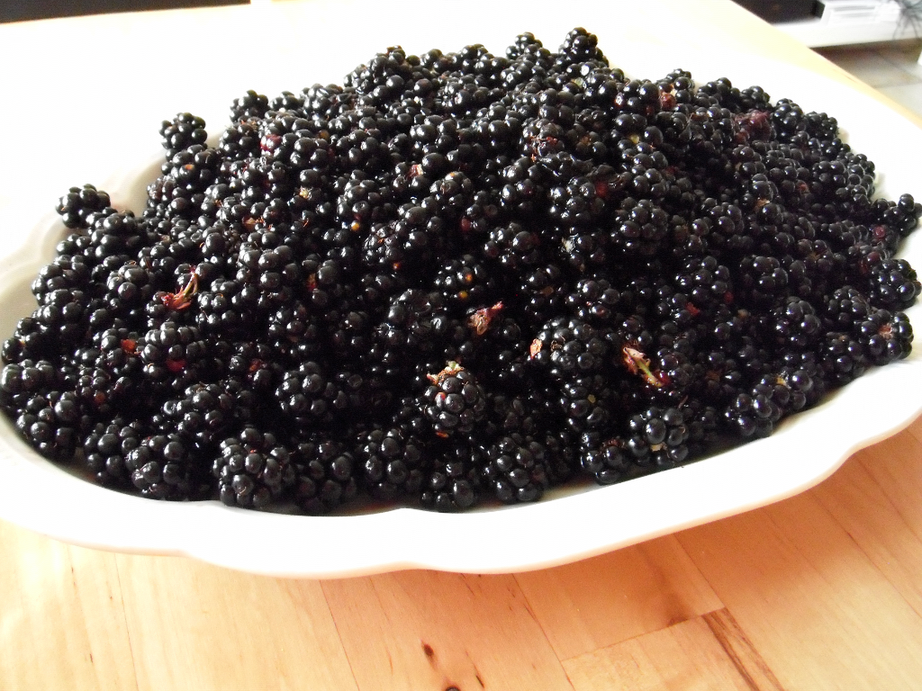 Wilde Brombeeren auf einer Schale angerichtet