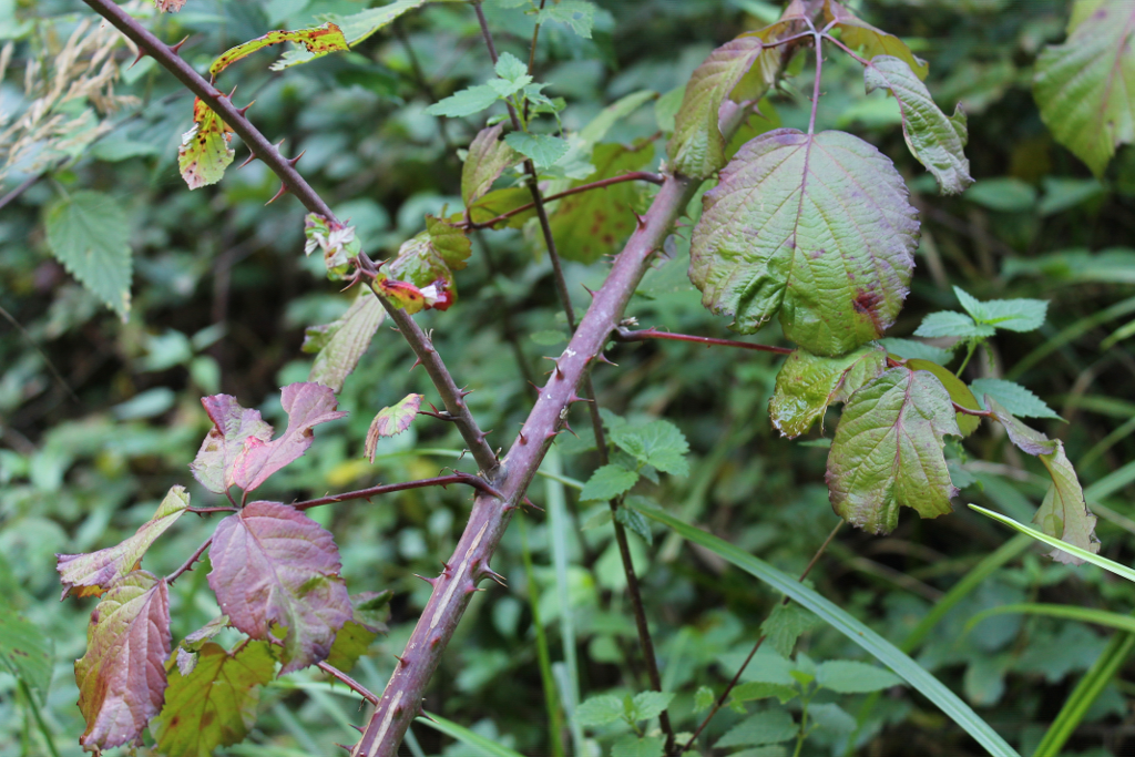 Brombeerzweig mit Stacheln