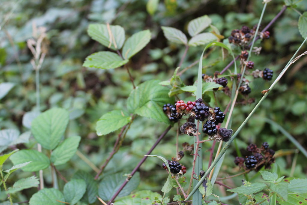 Brombeeren am Zweig hängend